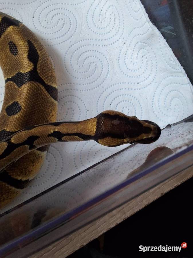 Pyton królewski classic samica Warszawa
