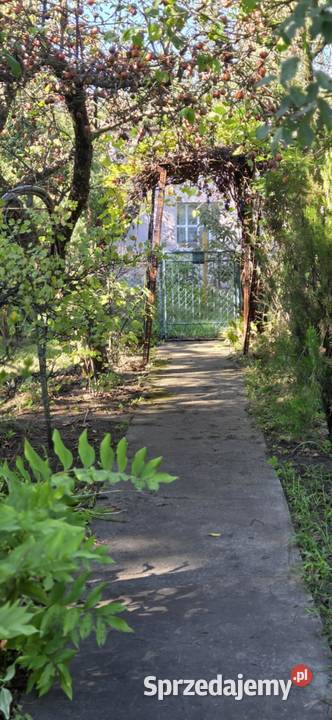 Sprzedam działkę rod Sosnowiec sprzedam