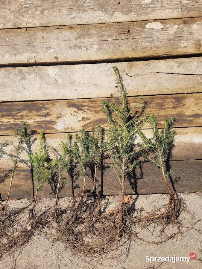 Sadzonki na plantacje choinek świerk srebrny Rybnik