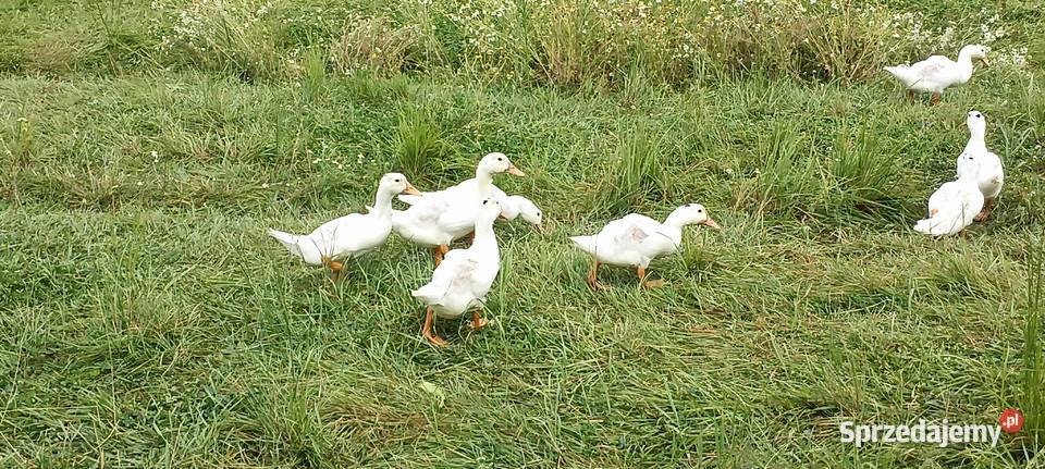 Kaczki Mulard Kaczogęsi 40 sztuka Giełda zwierząt Trzemeśnia