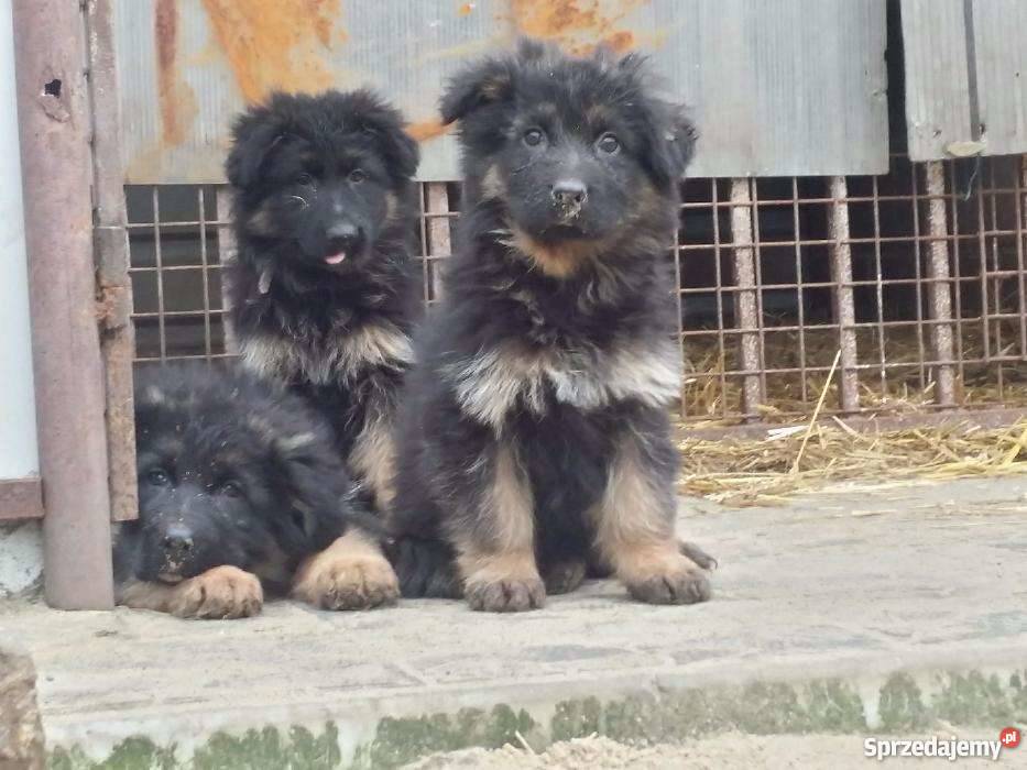 Owczarek niemiecki Inowrocław