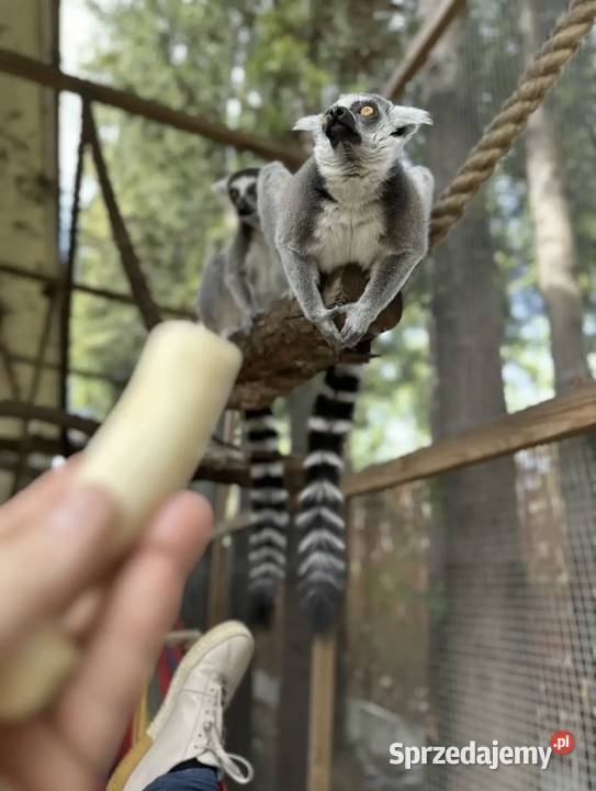 Lemur kata para Opole sprzedam