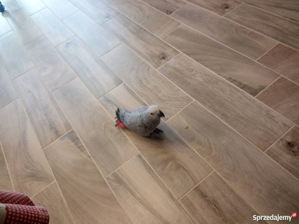 Sprzedam Żako 9 miesiecy Pozostałe Pabianice