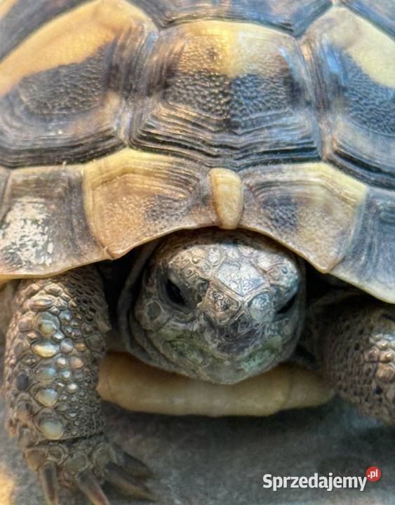 żółw grecki Łódź