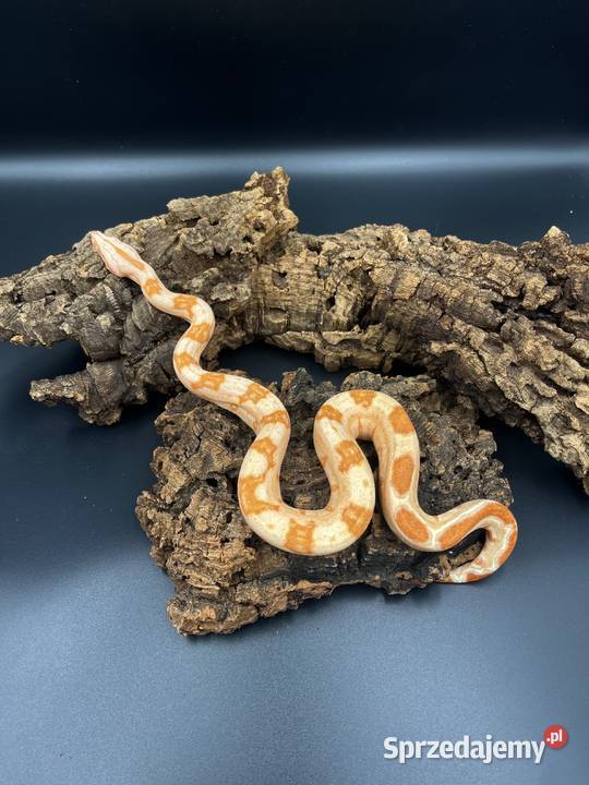 Boa imperatorBoa cesarski II Gady i płazy Sosnowiec