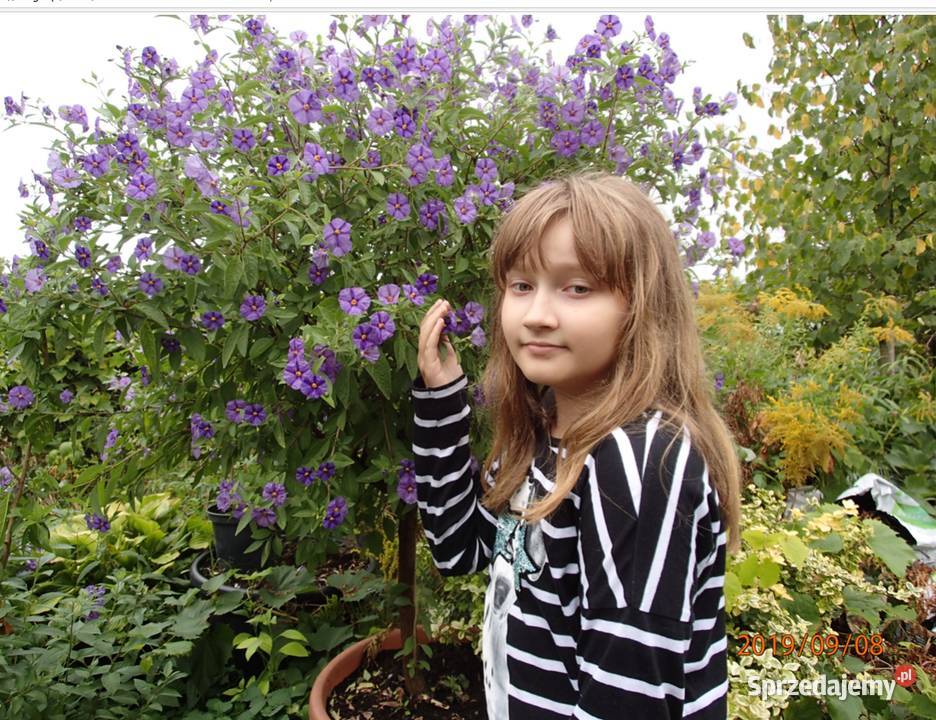 SZAFIRIRUWA BURZA SOLANUM RANTONETTI PSIANKA Szczawin