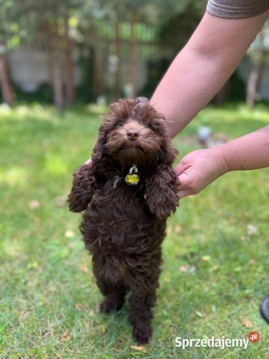 Śliczne szczeniaczki rasy Maltipoo mazowieckie Warszawa