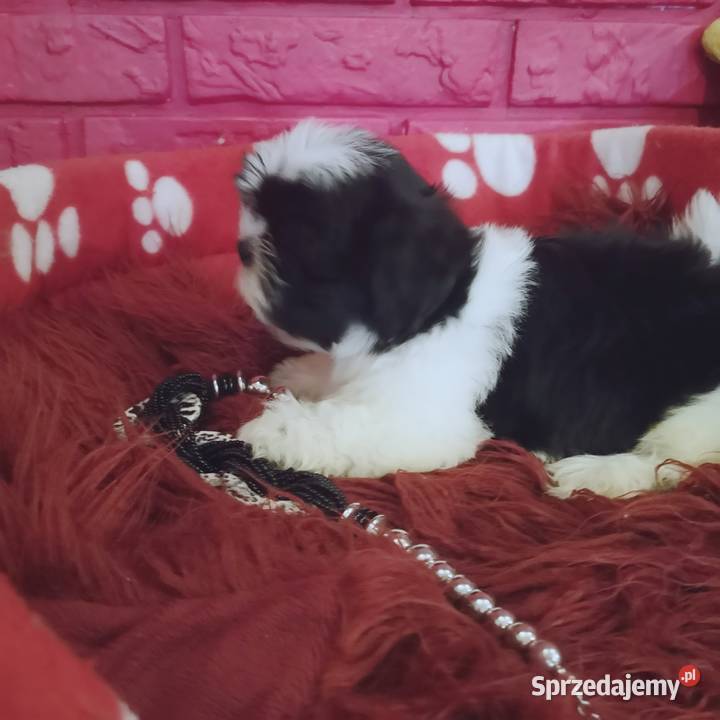 SHIH TZU SUCZKA Szczeniaczek Biało czarna Szczecinek