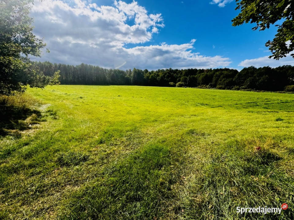 Wyjątkowa działka 242 ha wśród zieleni Cisza Sprzedaż warmińsko-mazurskie Nitki