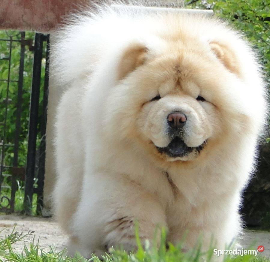 Chow chow piesek Pozostałe Olsztyn