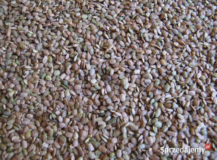 Sprzedam SeradelaSaladera Sompolno