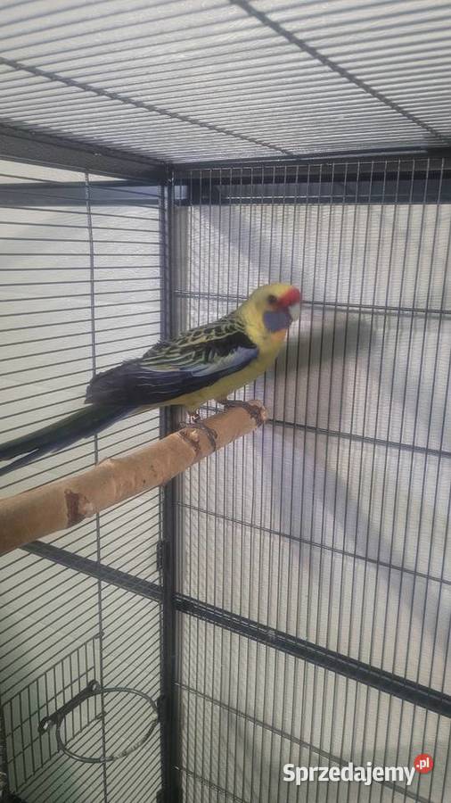 Papugi rozelle kaledońskie Wieliczka