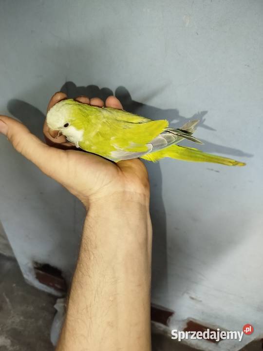 Samica mnich niziny 25 roku Uchylsko