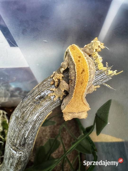 Młody gekon orzęsiony Jastrzębie-Zdrój