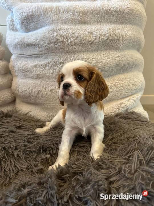 Cavalier King Charles Spaniel szczeniaki na warmińsko-mazurskie Olsztyn