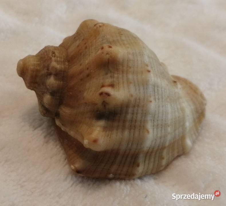 Muszla 45 70 Kreatywne Czeladź