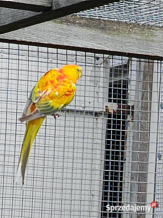 Świergotki samce Pamiątkowo
