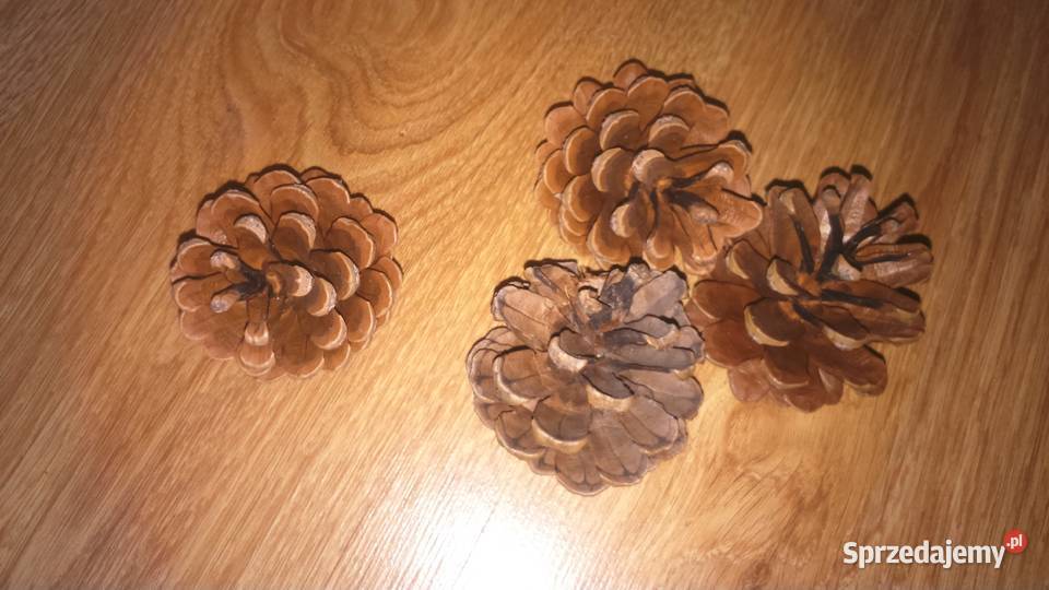 Piękne naturalne szyszki na choinkę na ozdoby Lublin