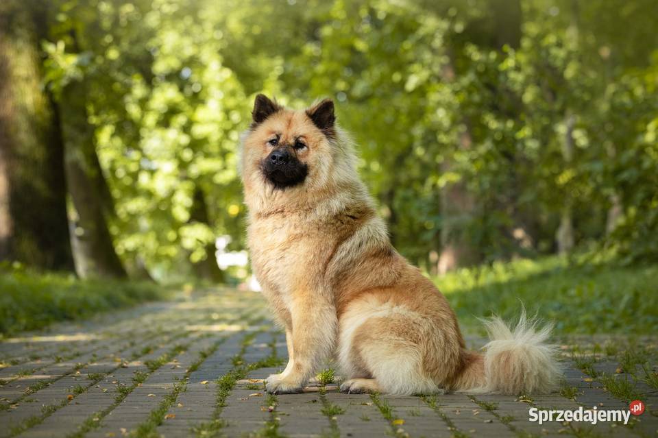 Eurasier szczeniak dziewczynka Krosno sprzedam