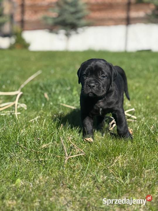 Piękna czarna suczka Cane Corso ZKwPFCI