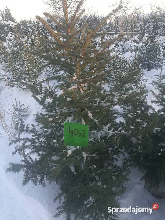 Choinka świerk srebrny Mielec