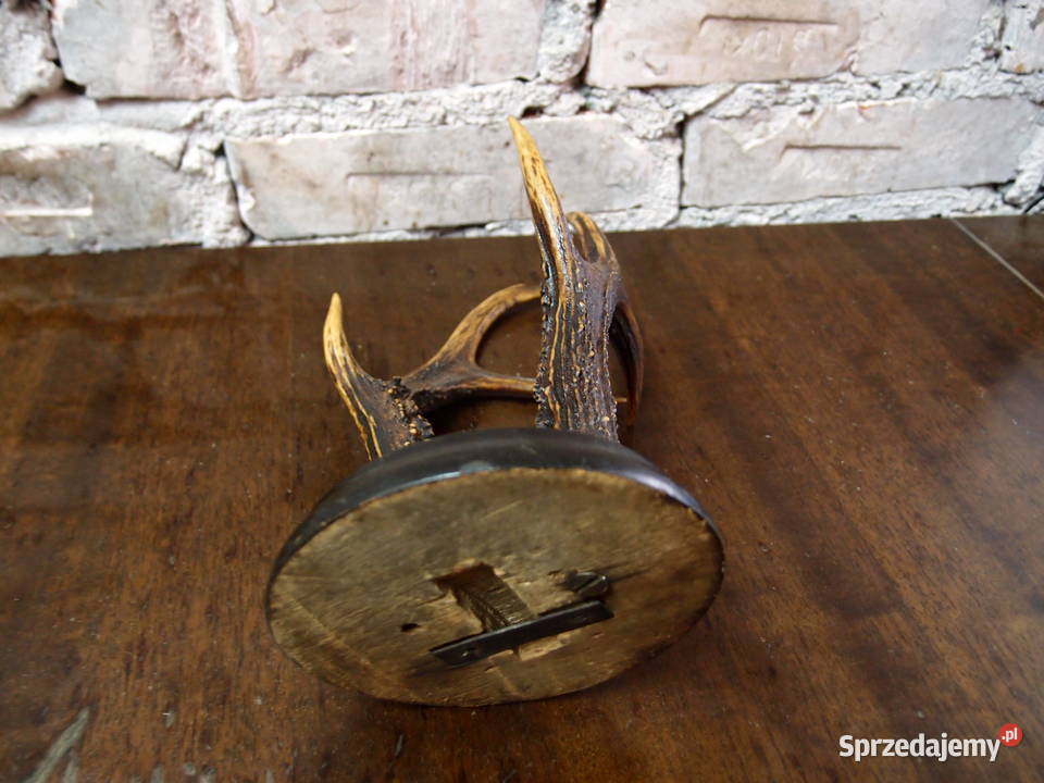 Poroże na drewnianej podstawie wys 24 łódzkie Łódź