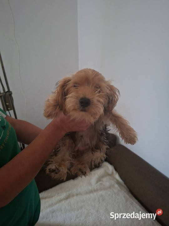 York terrier świętokrzyskie