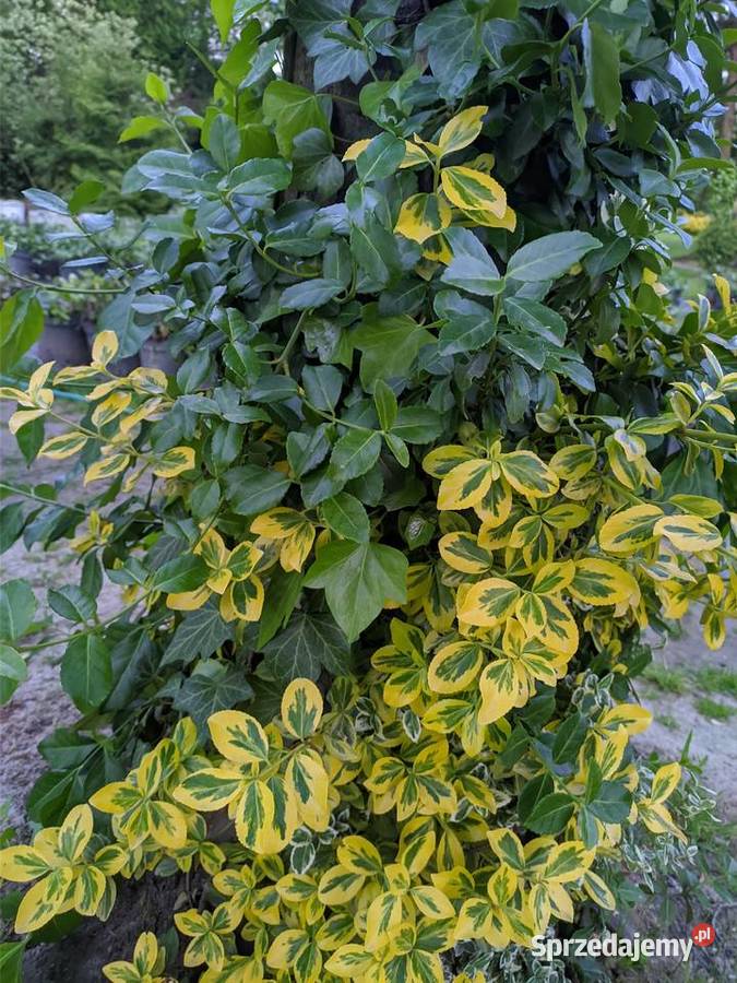 Trzmielina Zielona pnąca duże sadzonki Lublin