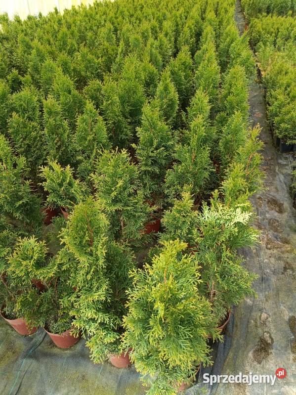 Tuja szmaradg Święcice sprzedam