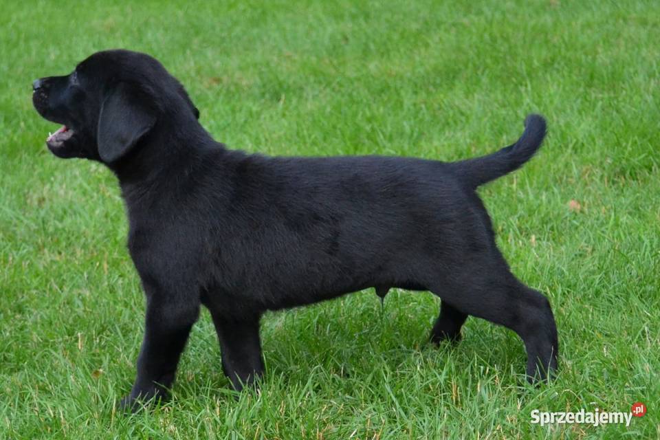 Szczeniaki Labrador Retriever czarne i Żelechlinek sprzedam