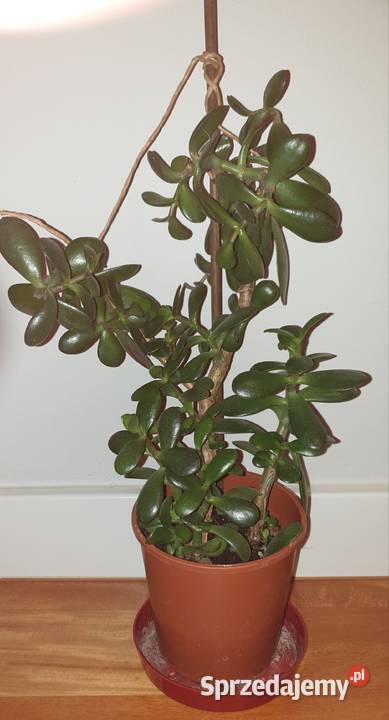 Grubosz crassula drzewko szczęścia duża roślina Kaktusy i sukulenty mazowieckie Warszawa