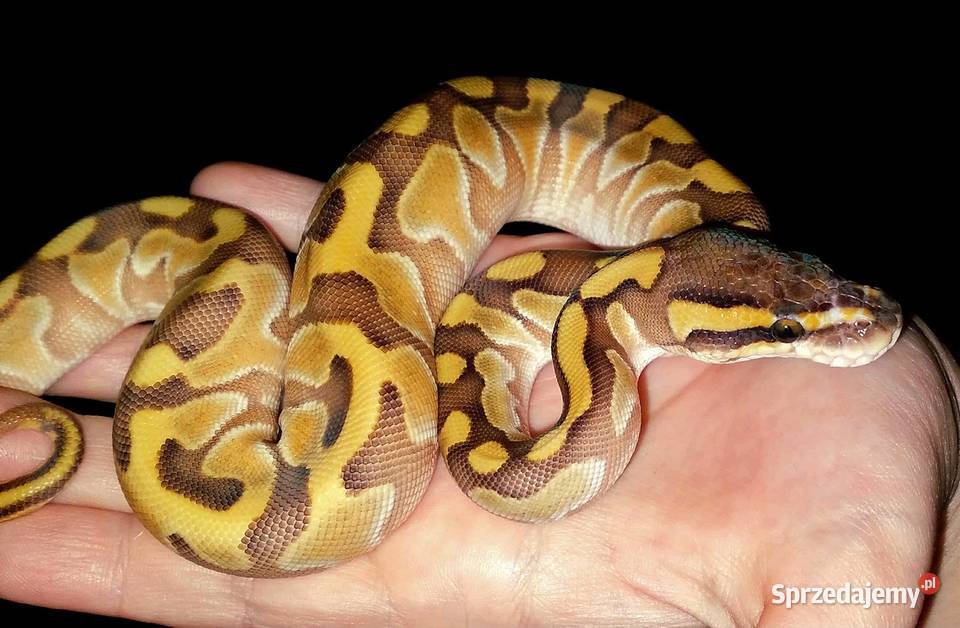 Python regius pyton królewski SAMICA Enchi Warszawa