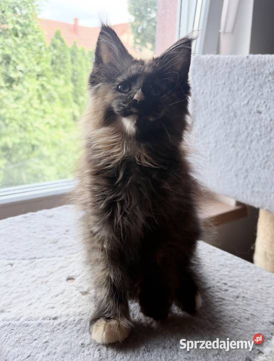 Maine Coon Szylkretka Zorza Wińsko