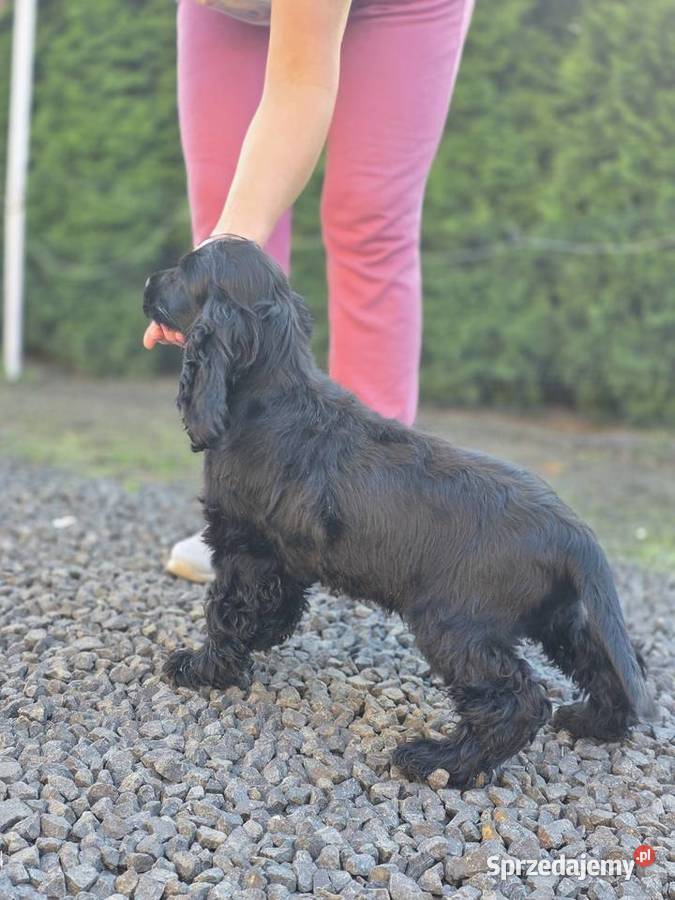 Cocker Spaniel czarne Żelazków