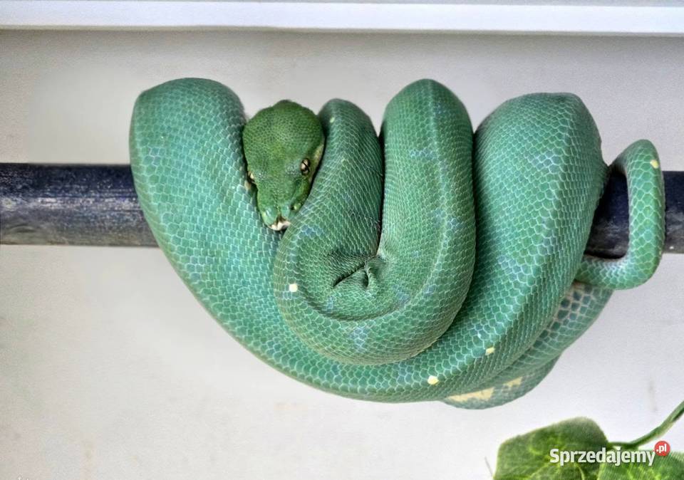 Pyton zielony Morelia Viridis Cyklop łódzkie Nieborów sprzedam
