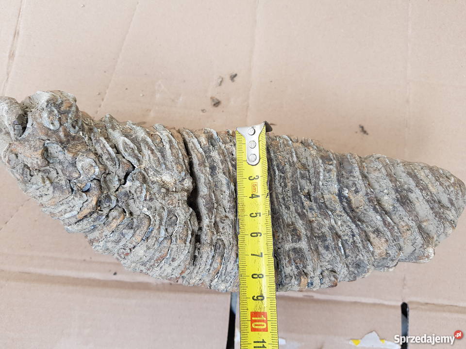 Ząb Mamauta Kraków