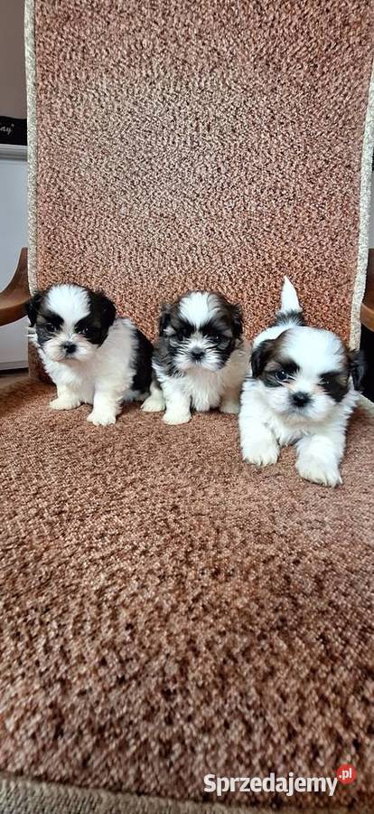 Shih Tzu suczki I pieski sprzedam