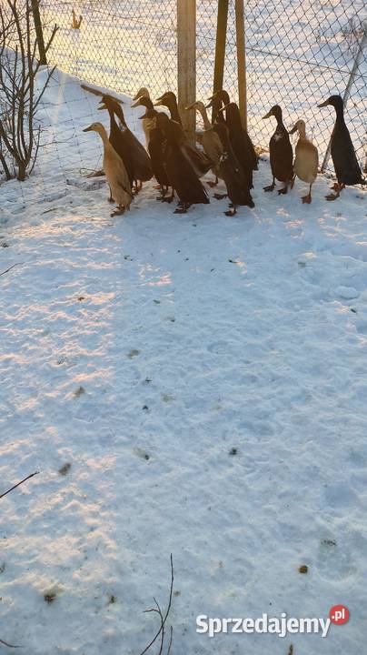 Kaczki i kaczory biegusy małopolskie