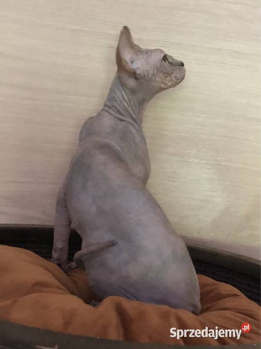 FPL kotka niebieska szylkret sfinks kanadyjski