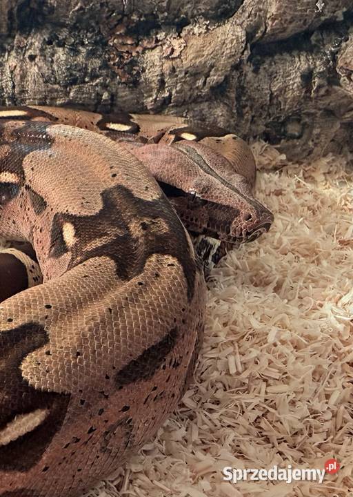 Boa Constrictor Guyana kujawsko-pomorskie Bydgoszcz