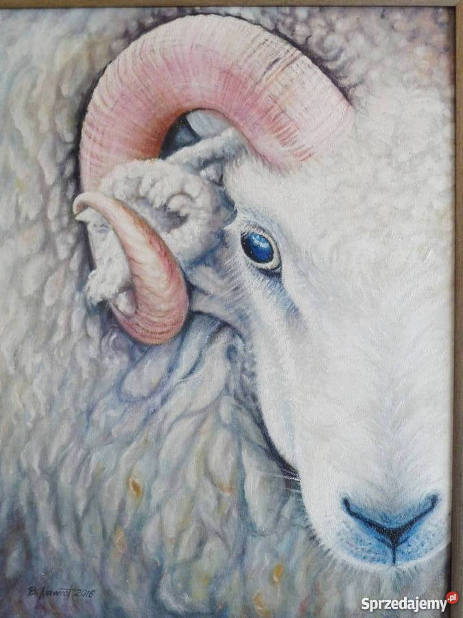 BARANolej na płótnie60x45 Kraków sprzedam