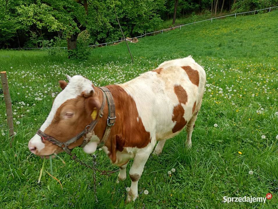 Sprzedam