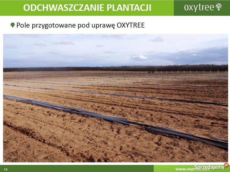 OXYTREE DRZEWA TLENOWE DO OGRODU I NA PLANTACJĘ