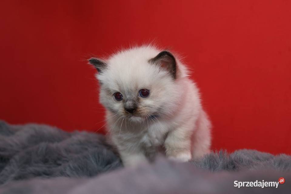 Ragdoll kocięta o umaszczeniu seal mitted Piorunówek