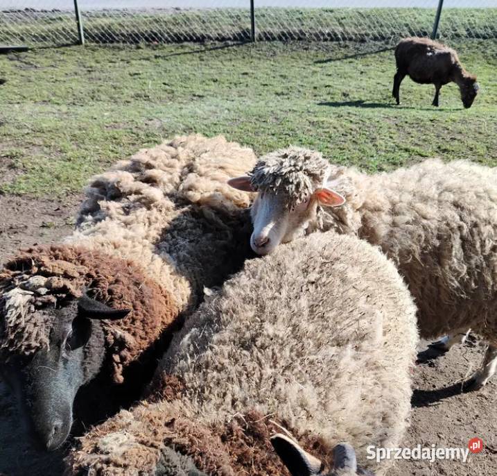 Owce rasy mix dorper Dmosin