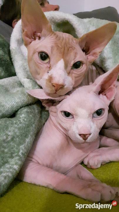 sprzedam kotka rasy sfinks kanadyjski Rzeszów sprzedam