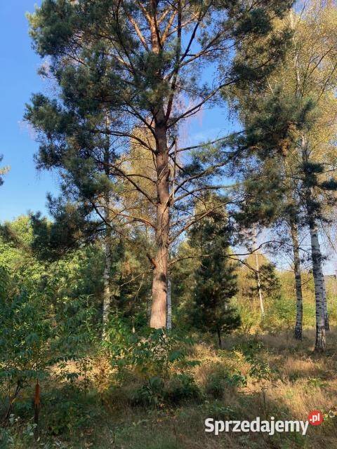 Działka Osowiec 1243m2 237zł/m2 mazowieckie sprzedam