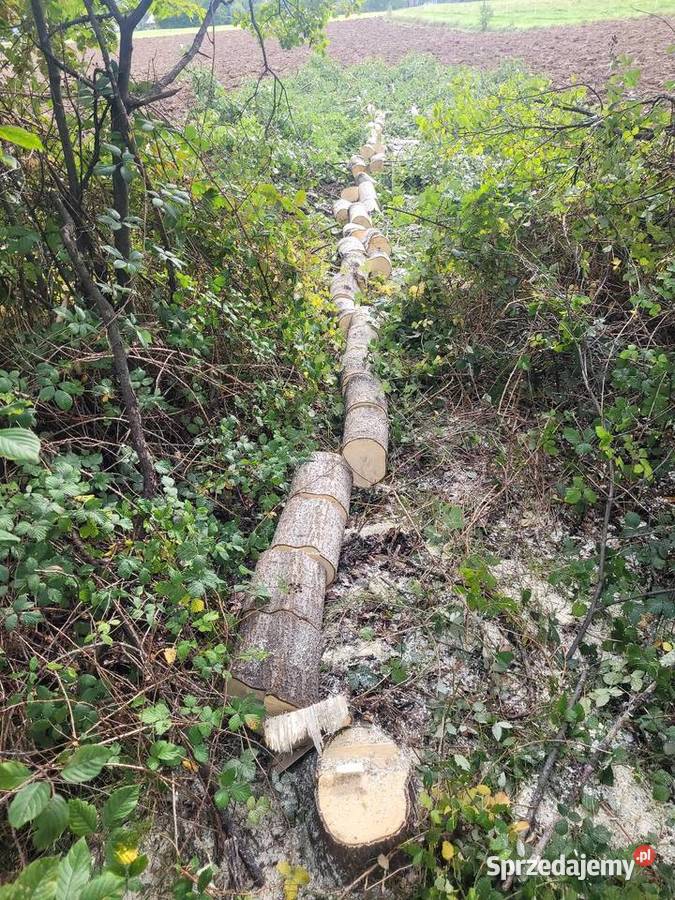 Cięcie drewma wycinka usługi pilarskie Żywiec