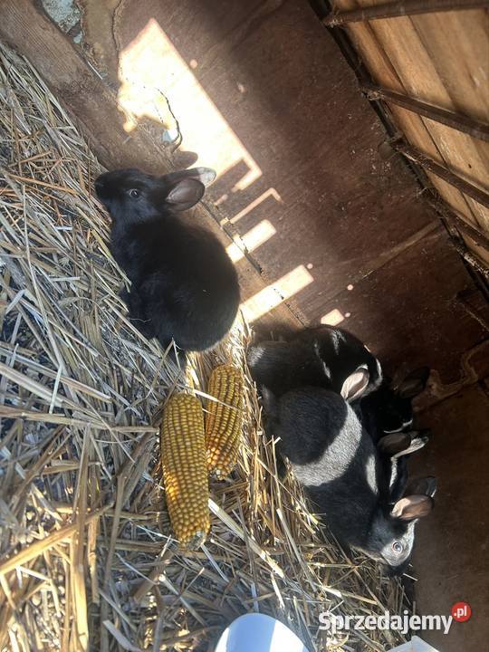 Sprzedam króliki wielkopolskie Turek
