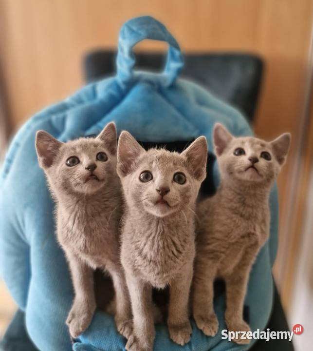 Kot rosyjski niebieski Kraków